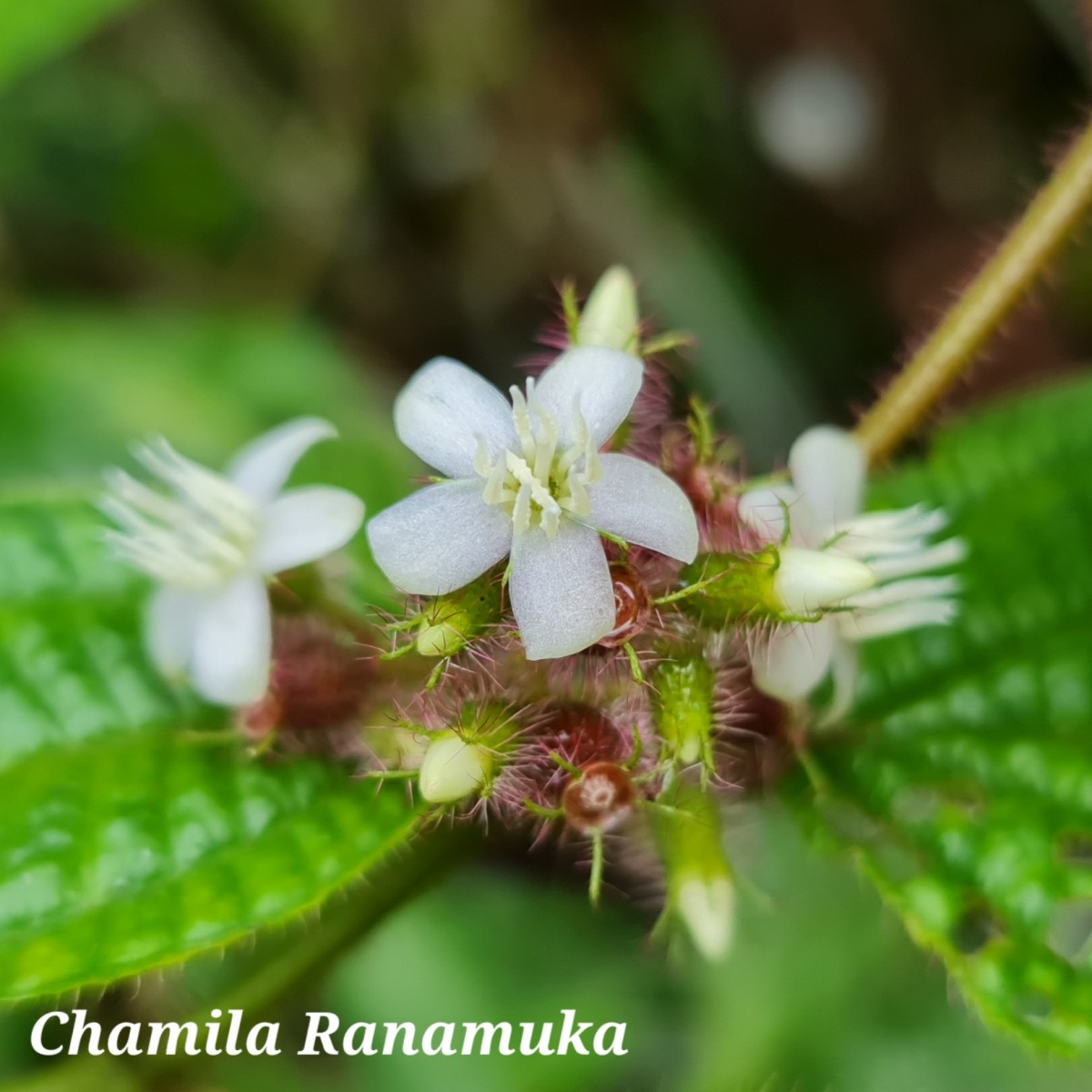 Miconia crenata (Vahl) Michelang.